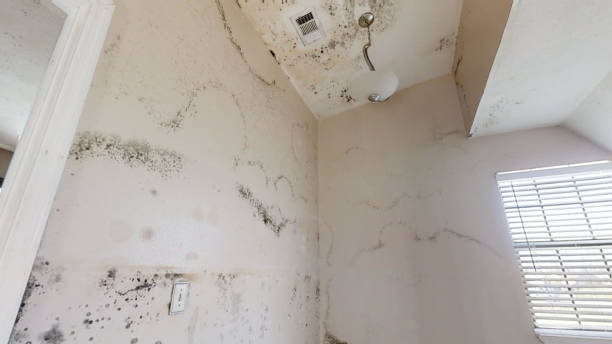 Best Mold Prevention Services  in Newburgh, IN