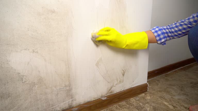 Best Mold Damage Restoration  in Newburgh, IN