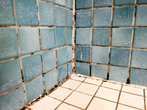 Best Mold Odor Removal Services  in Newburgh, IN