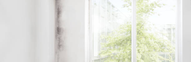 Best Basement Mold Removal  in Newburgh, IN