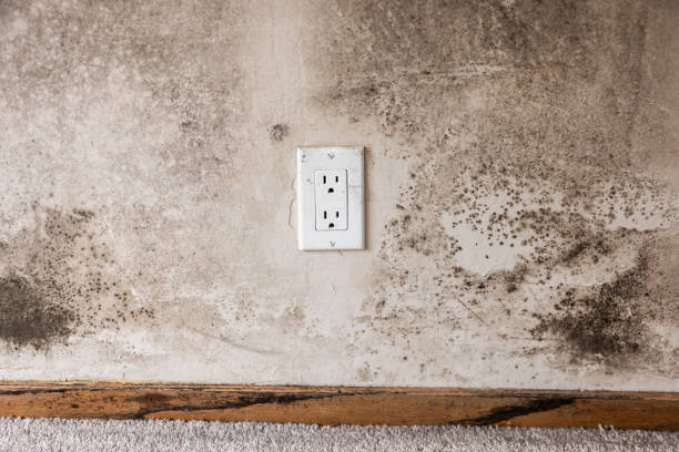 Best Mold Remediation for Vacation Homes  in Newburgh, IN