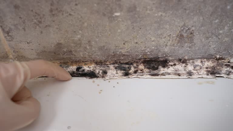 Best Comprehensive Air Testing for Mold Contaminants  in Newburgh, IN