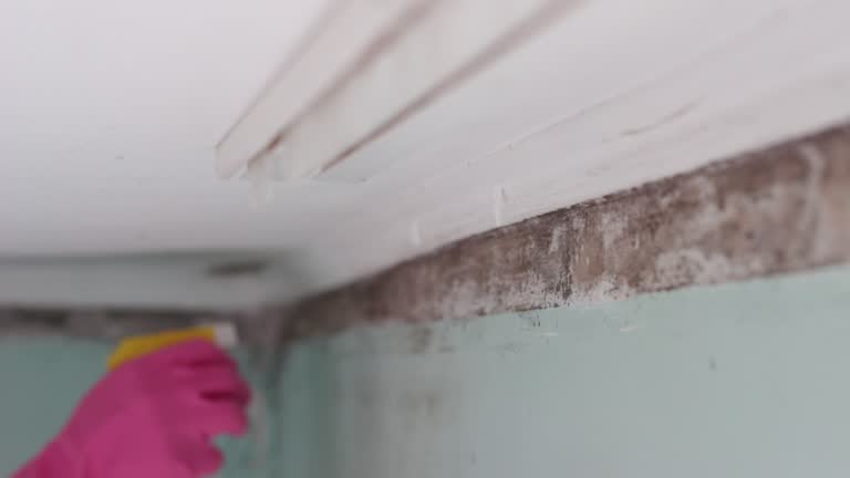  Newburgh, IN Mold Removal Pros