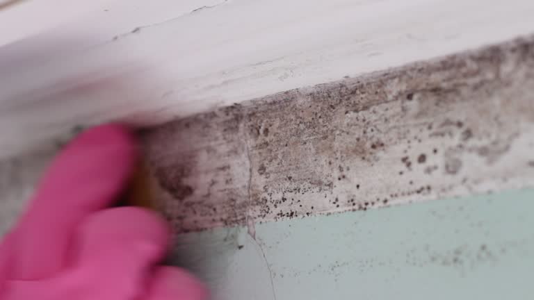 Mold Removal for HVAC Installations in Newburgh, IN